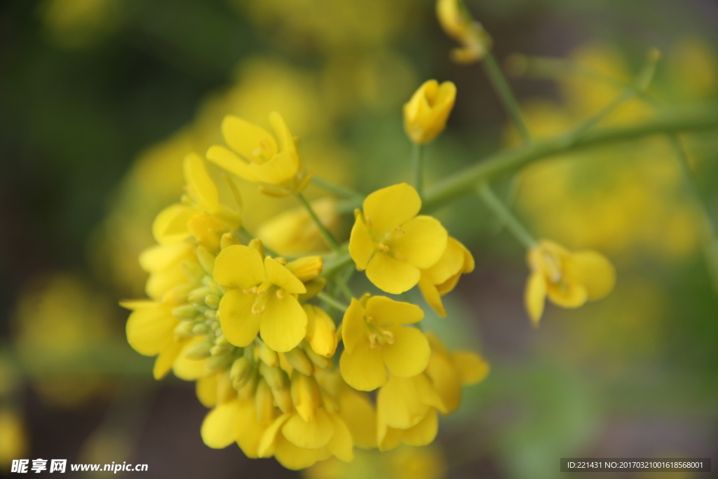 鲜艳油菜花