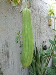 秋瓜