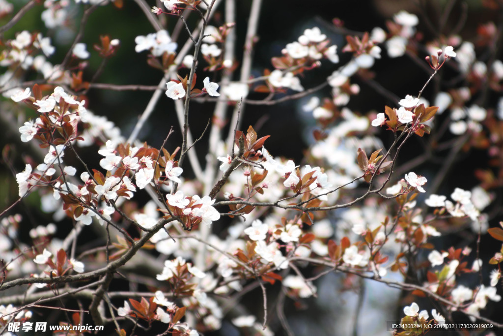 樱花
