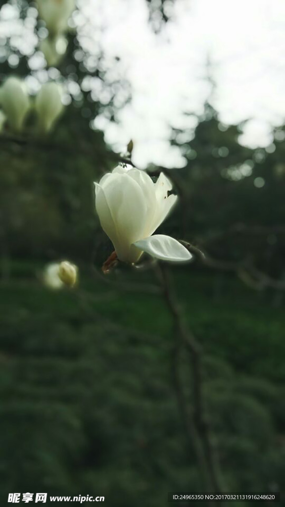 白玉兰