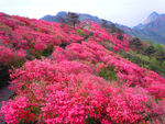 满山红花