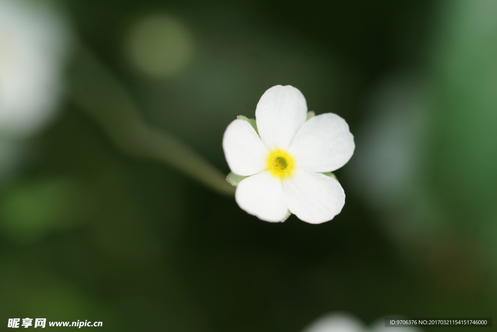 清新白色小花