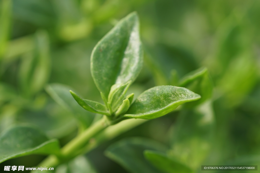 高清绿色植物