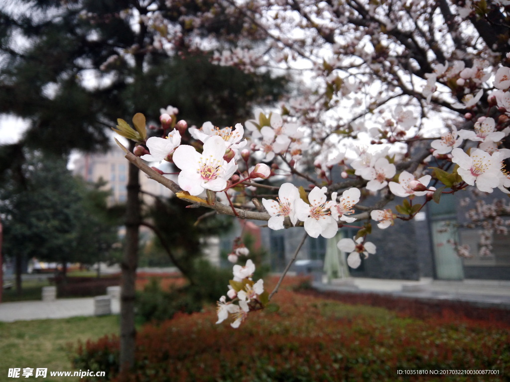 樱花