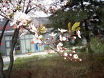 美丽樱花