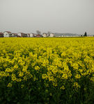 中国最美油菜花景点