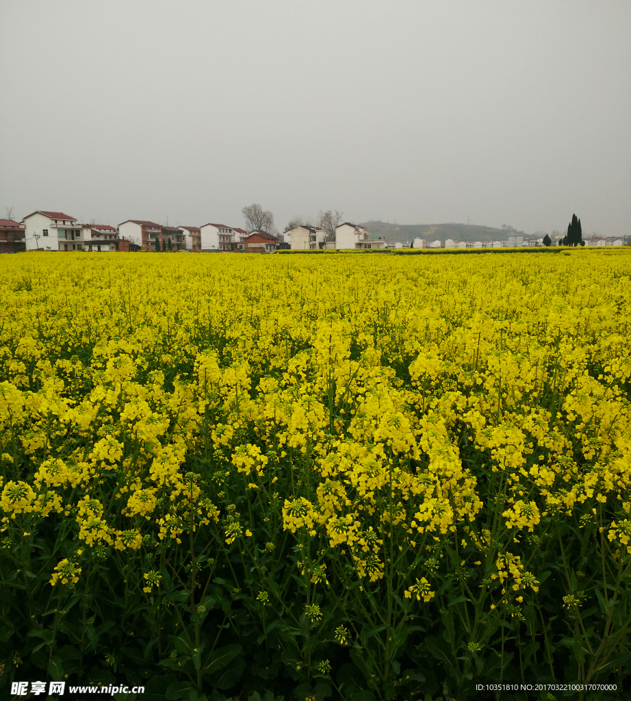 中国最美油菜花景点