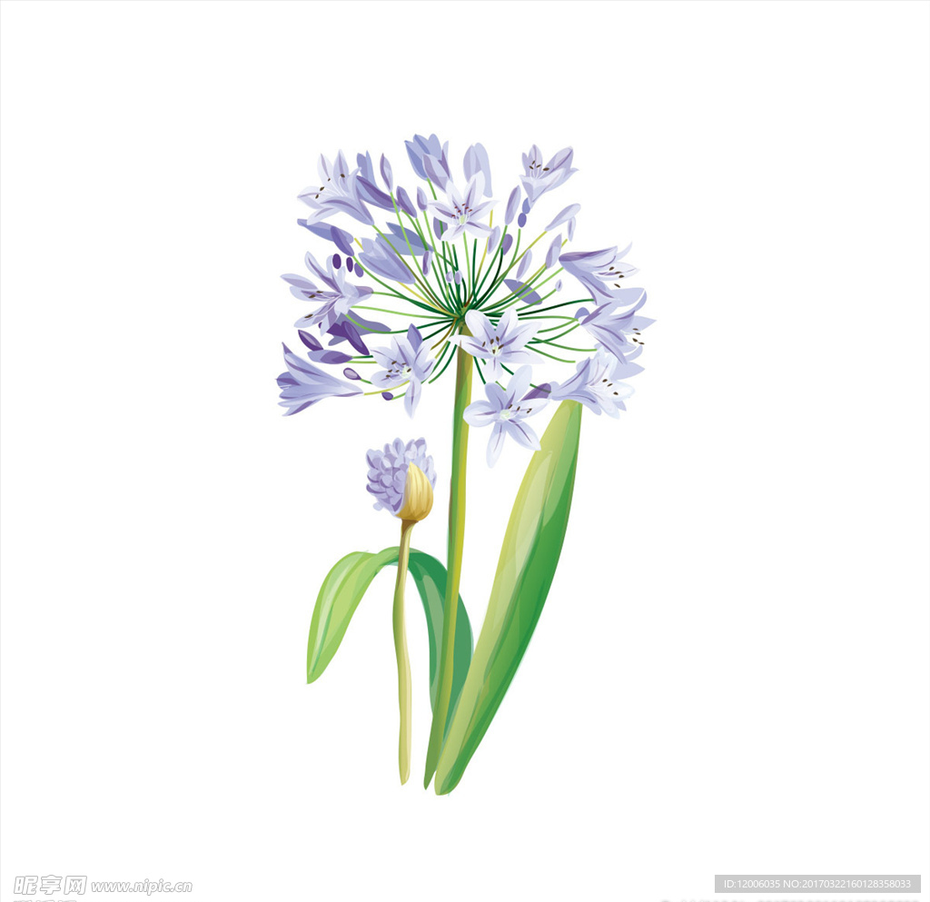 手绘花