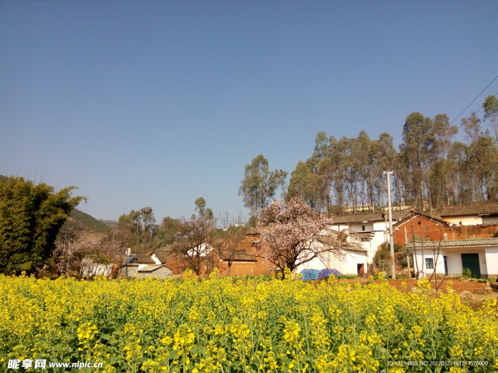 油菜花
