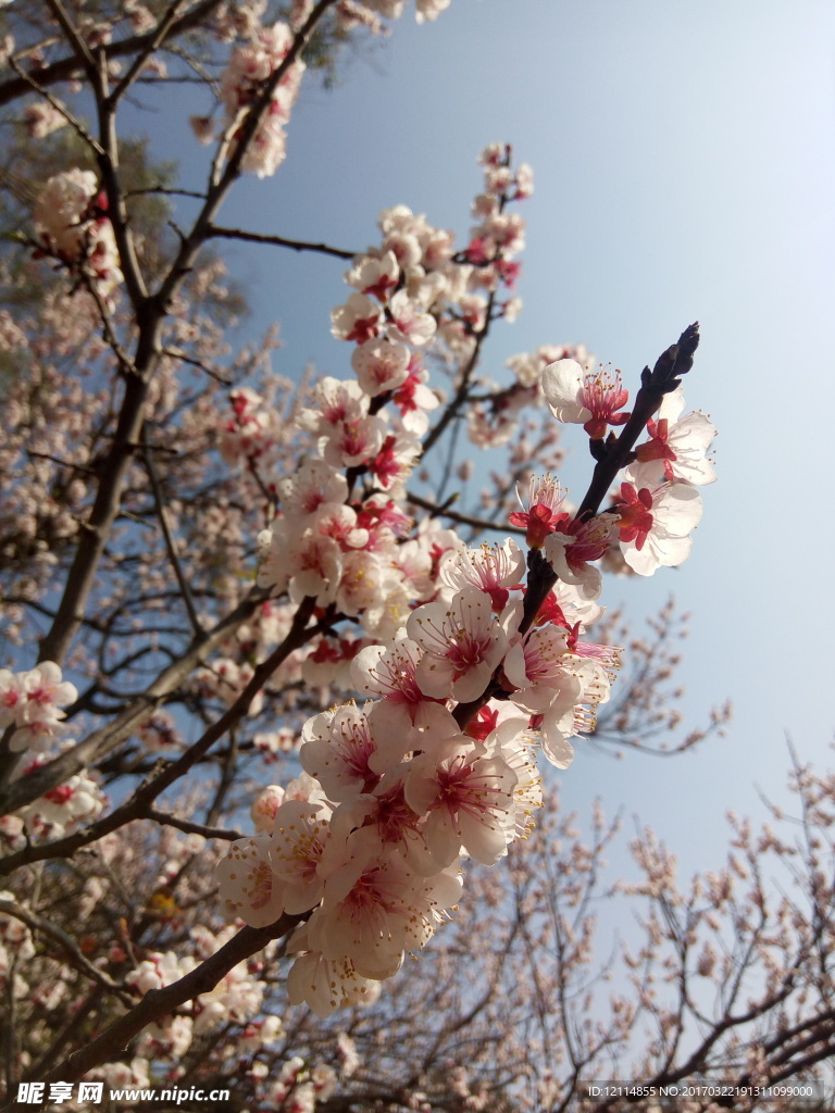 桃花