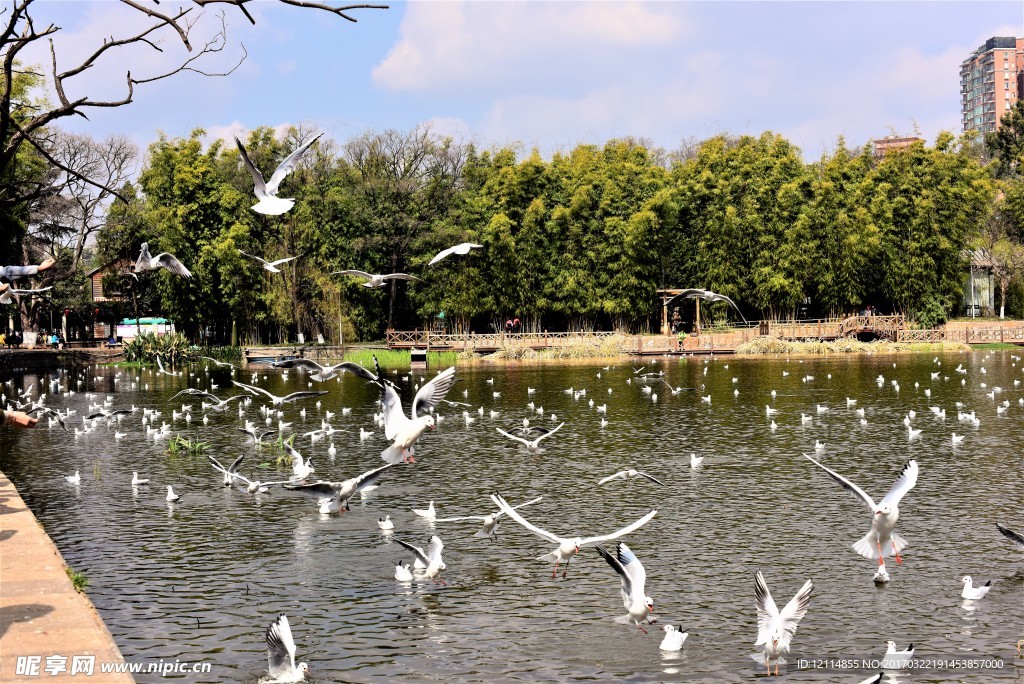 翠湖海鸥