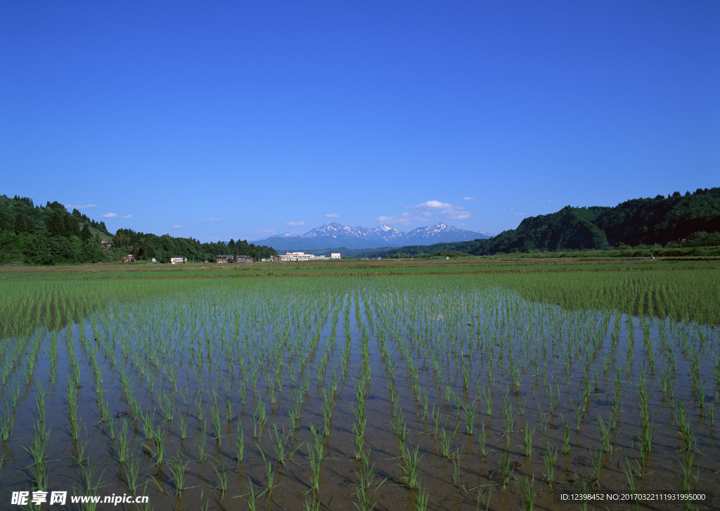 稻田