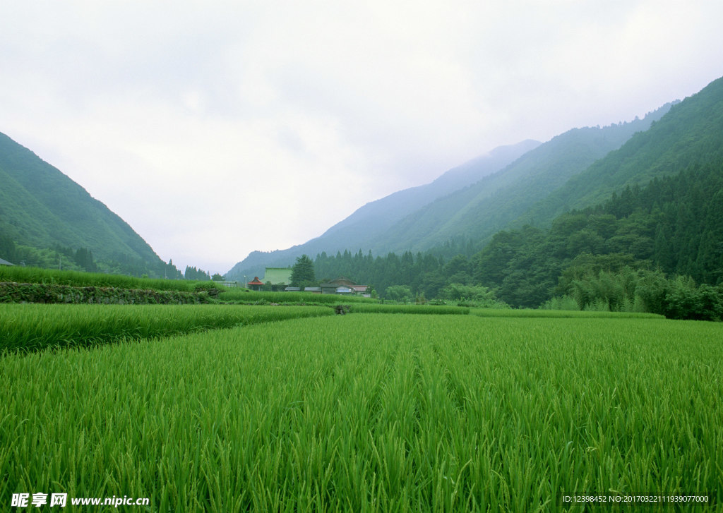 农田风光