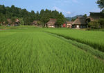 稻田摄影