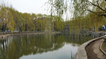 春天 柳树 湖水