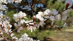 春天 桃花枝