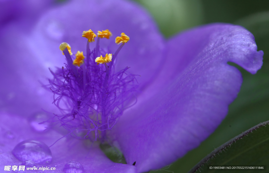 花蕊