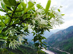 上关鲜花