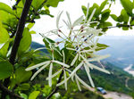 上关鲜花