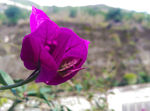 鲜花