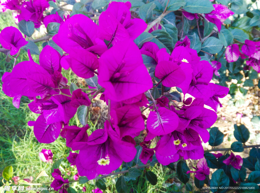 鲜花
