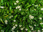 山花野草