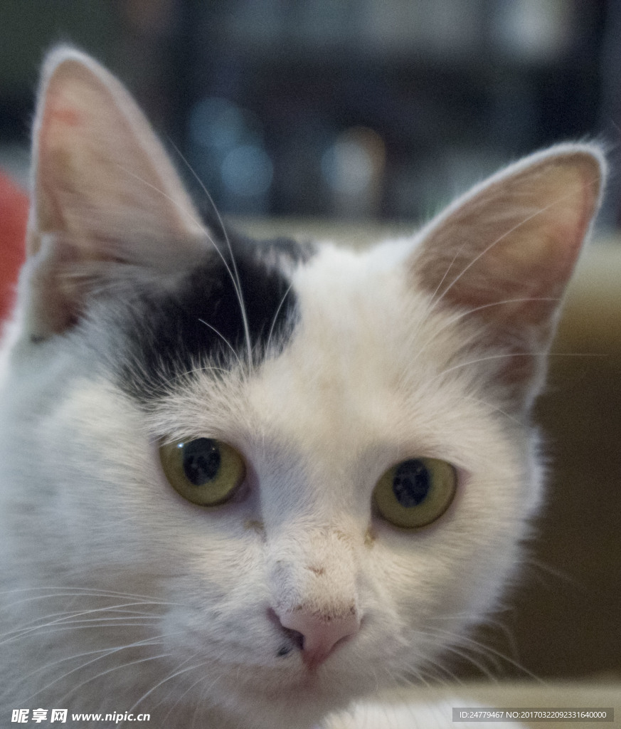 猫咪的凝视