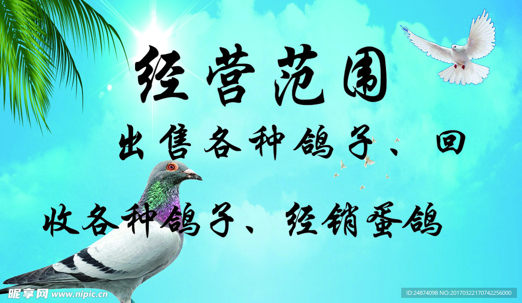 鸽子名片