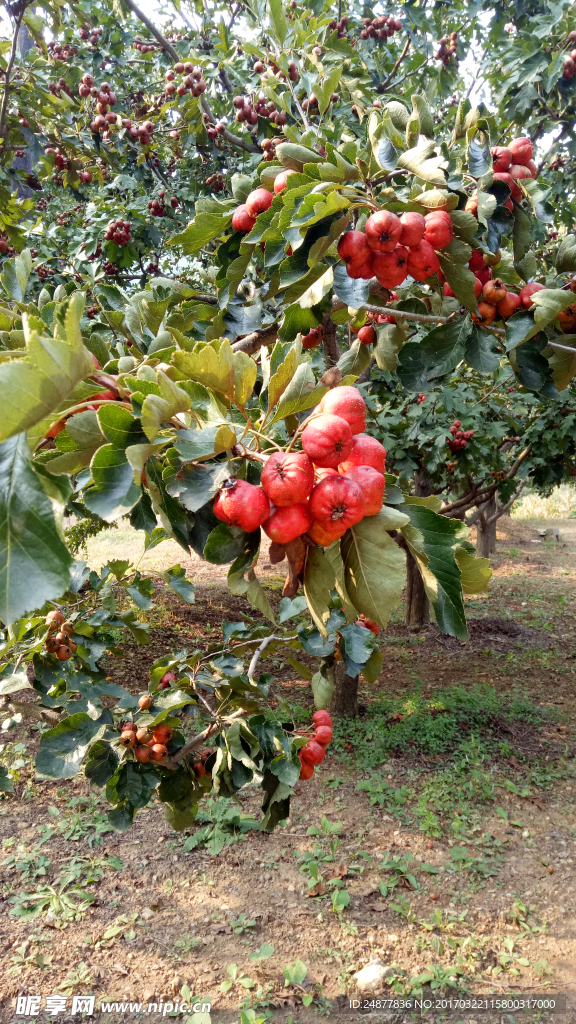 山楂