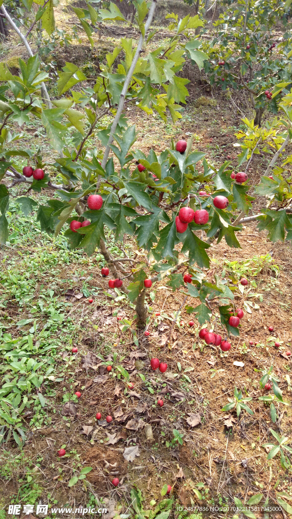 小山楂树