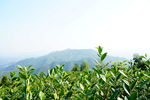 绿茶茶叶