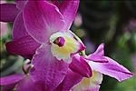 春天里的花朵