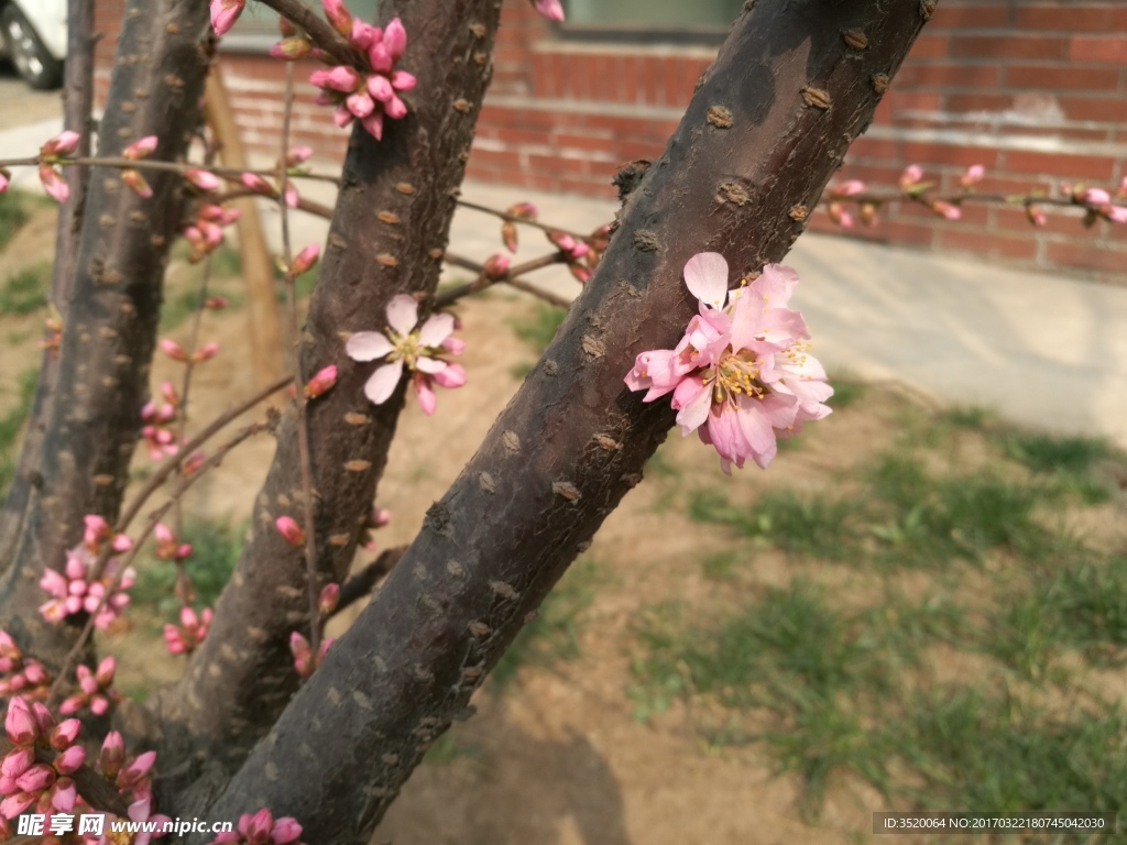 桃花