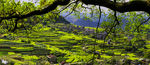 春满山坡