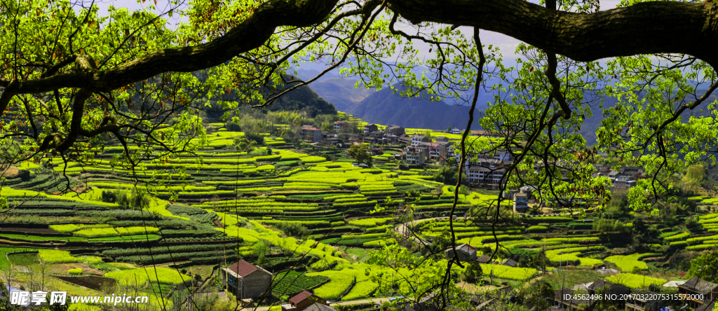 春满山坡