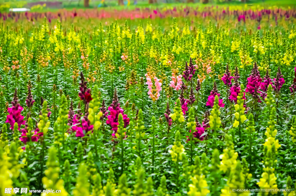 花海