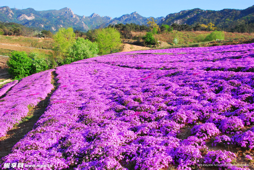 花海