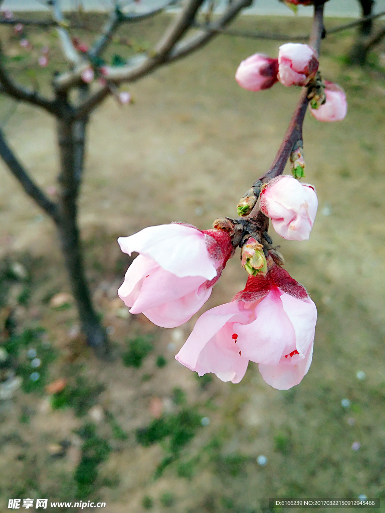 待开的花
