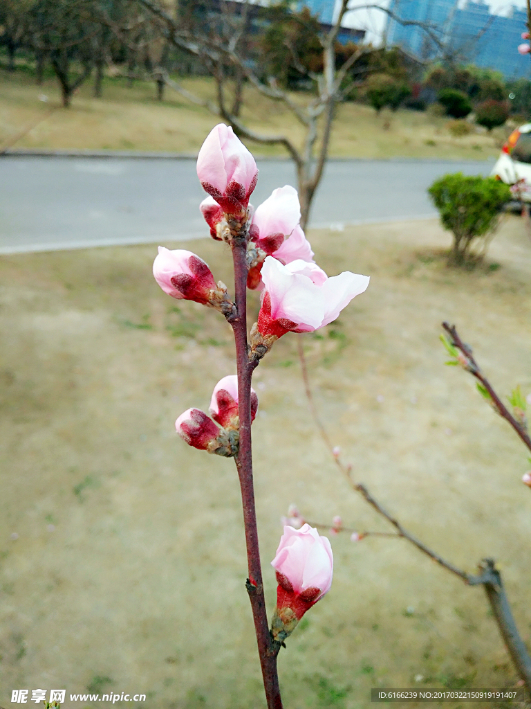 含苞待放