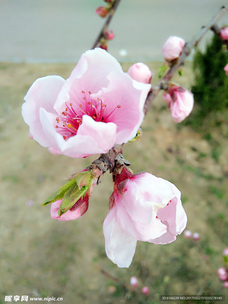 花