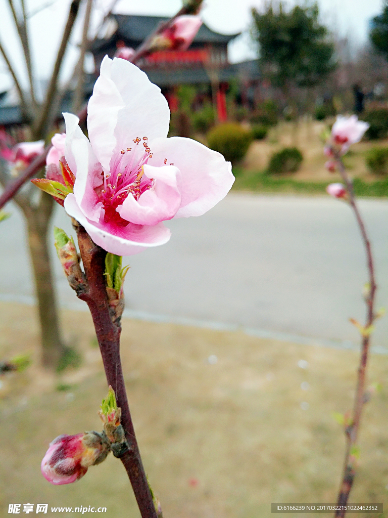 盛开的花