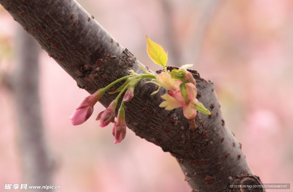 樱花