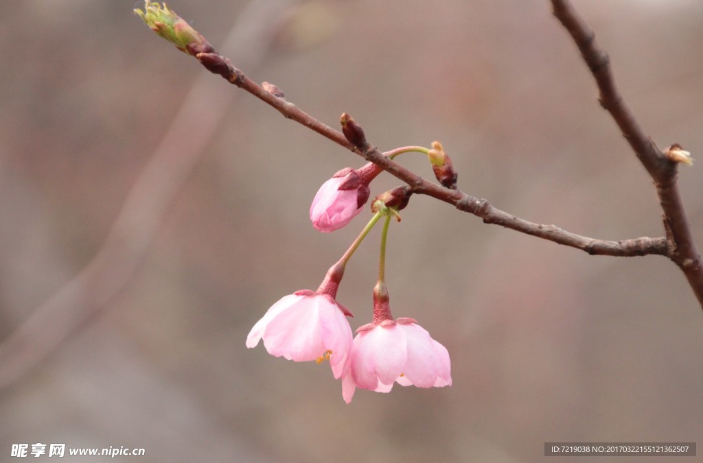 樱花
