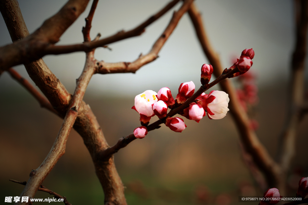 春花傲放