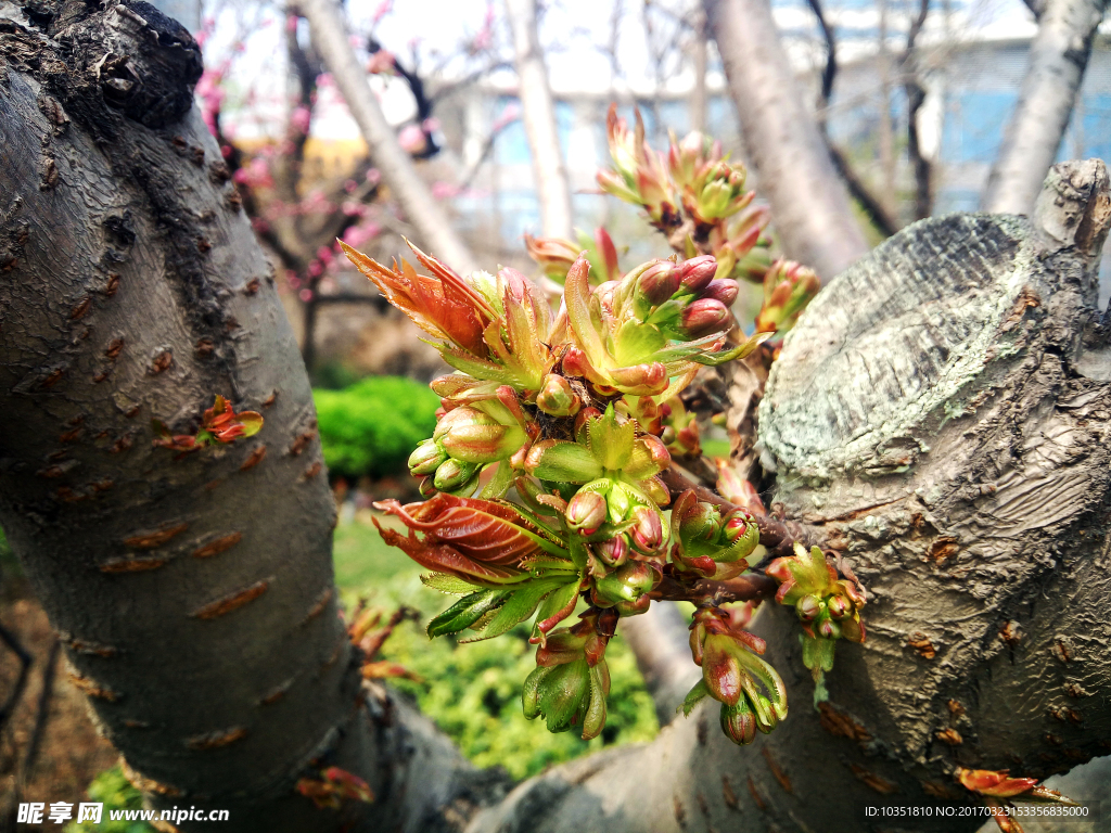 樱桃树发芽