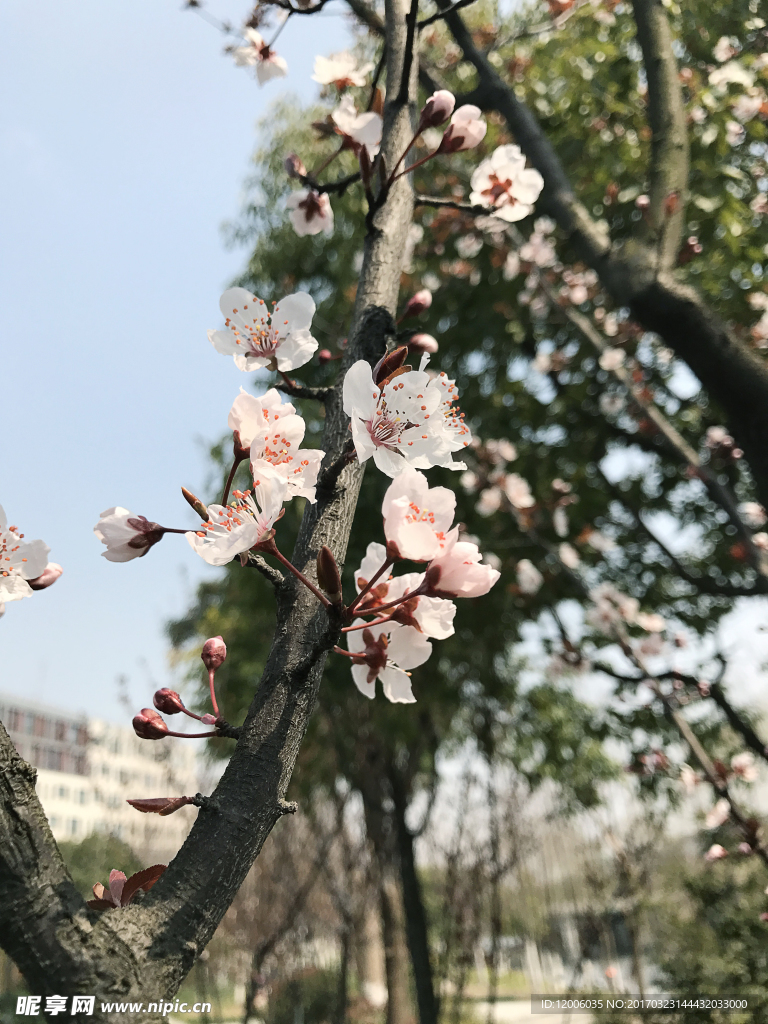 桃花