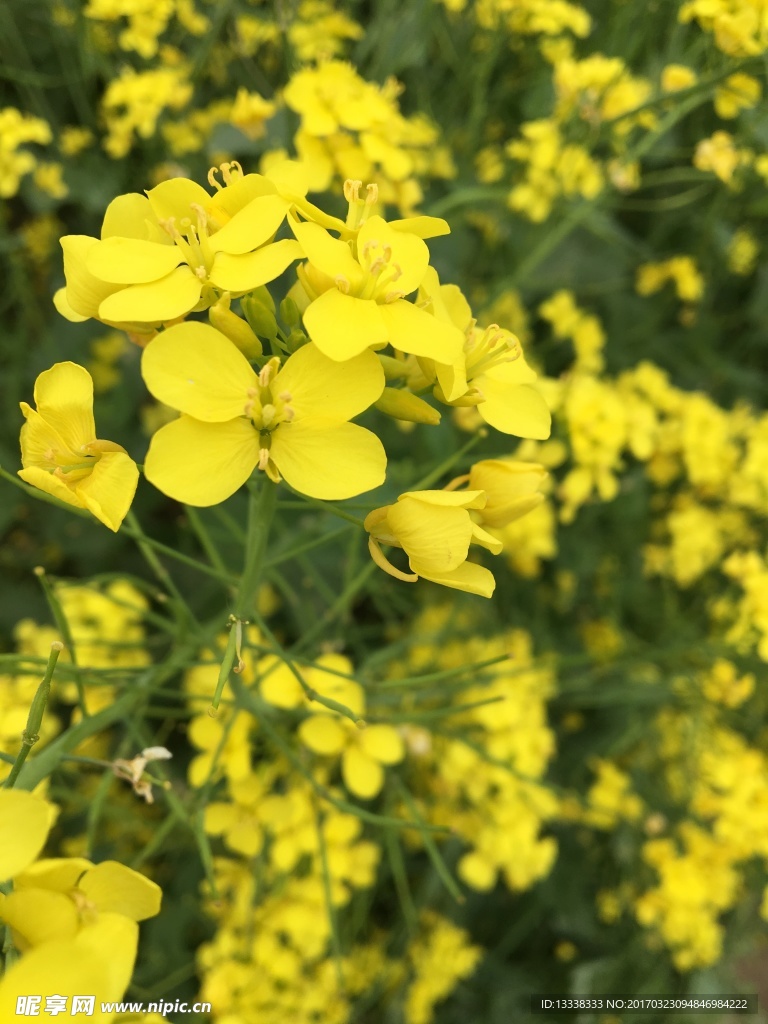 油菜花