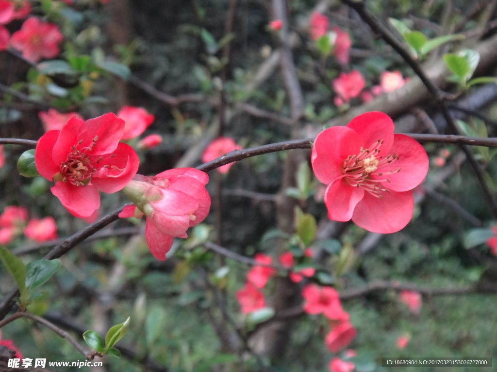 红梅花开