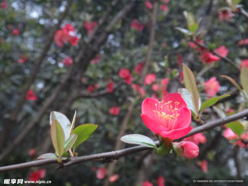 红梅花开