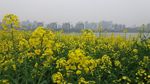 油菜花